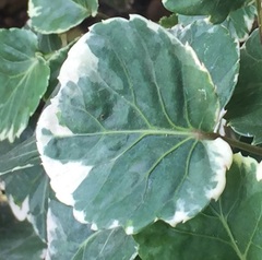 Polyscias scutellaria