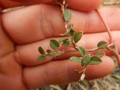 Alysicarpus vaginalis
