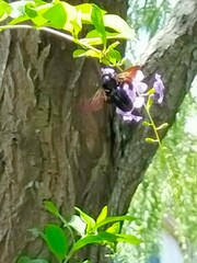 Xylocopa tranquebarorum