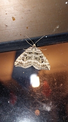 Xanthorhoe semifissata