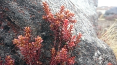 Epacris alpina