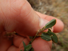 Alysicarpus vaginalis