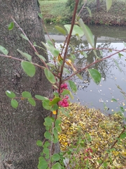 Cotoneaster pangiensis