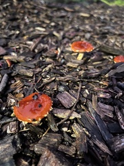Leratiomyces ceres