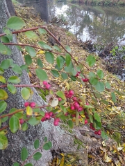 Cotoneaster pangiensis