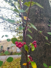 Cotoneaster pangiensis