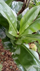 Scadoxus
