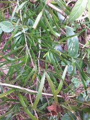 Asparagus falcatus