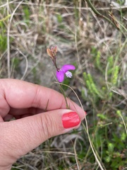 Polygala garcinii