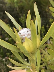Leucadendron meridianum
