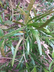 Asparagus falcatus