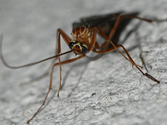 Ophion obscuratus