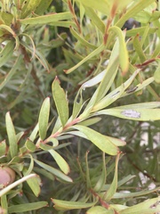 Leucadendron meridianum