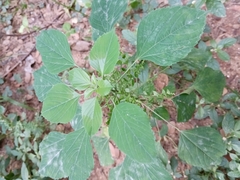 Acalypha indica