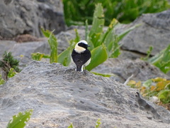 Oenanthe melanoleuca