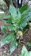 Scadoxus
