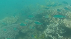 Caesio caerulaurea