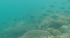 Caesio caerulaurea