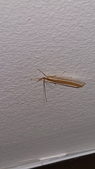 Orocrambus angustipennis