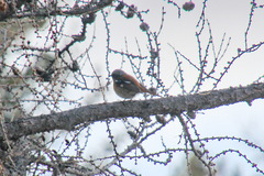 Phoenicurus erythronotus