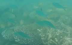Caesio caerulaurea