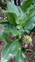 Scadoxus