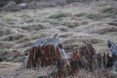 Phoenicurus erythronotus