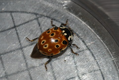 Anatis ocellata