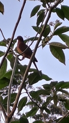 Macropygia phasianella