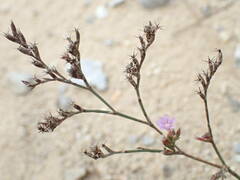 Limonium companyonis