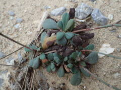 Limonium companyonis