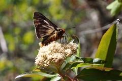 Metardaris cosinga