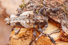 Aegomorphus jaspideus