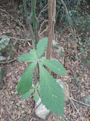 Cyphostemma