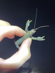 Cherax depressus
