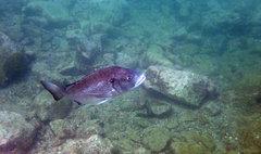 Acanthopagrus schlegelii