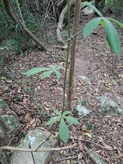 Cyphostemma
