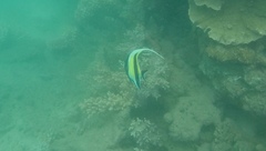 Zanclus cornutus