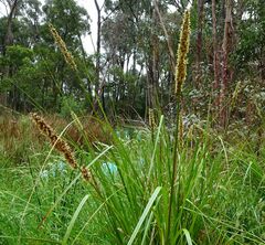 Carex appressa