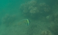 Zanclus cornutus