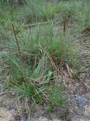 Xanthorrhoea minor
