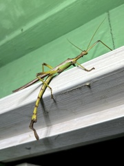 Podacanthus viridiroseus