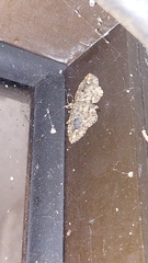 Pasiphilodes testulata