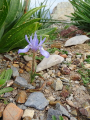 Moraea sisyrinchium