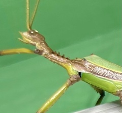Podacanthus viridiroseus