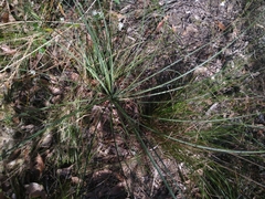 Xanthorrhoea concava