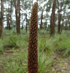 Xanthorrhoea minor
