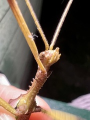 Podacanthus viridiroseus