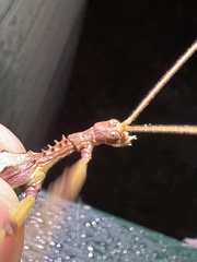 Podacanthus viridiroseus