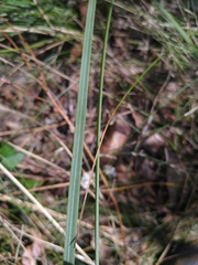 Xanthorrhoea concava